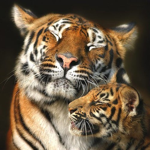 One Happy and Cuddly Tiger Family Photo - Daily Squee - Cute Animals - Cute  Baby Animals - Cute Animal Pictures - Animal Gifs - GIF Animals