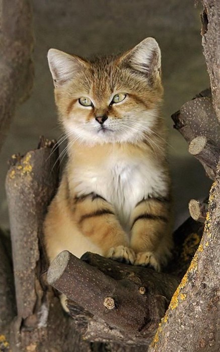 I Am Desert Kitten, Here Me Meow! - Daily Squee - Cute Animals - Cute Baby  Animals - Cute Animal Pictures - Animal Gifs - GIF Animals