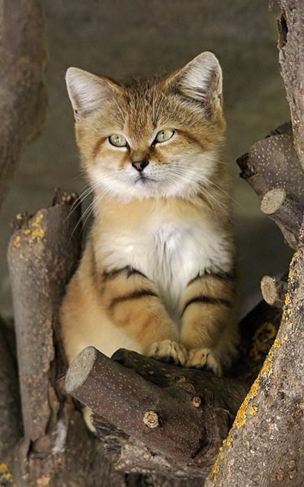 I Am Desert Kitten, Here Me Meow! - Daily Squee - Cute Animals ...