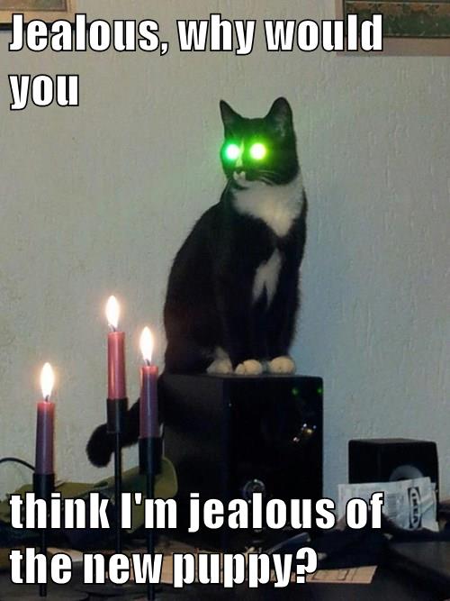 Lolcats - jealous - LOL at Funny Cat Memes - Funny cat ...