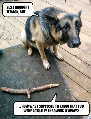 Could You...Throw It Again? - I Has A Hotdog - Dog Pictures - Funny pictures of dogs