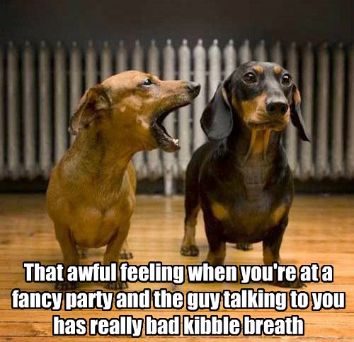 puppy has stinky breath