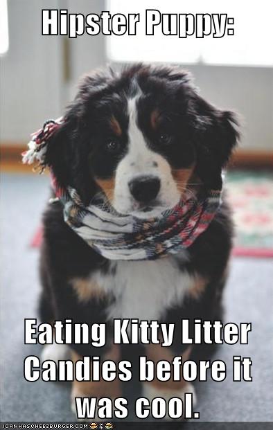 puppy eating kitty litter