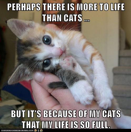 Here Here! - Lolcats - lol | cat memes | funny cats | funny cat ...