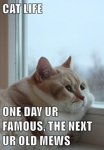 Lolcats - internet famous - LOL at Funny Cat Memes - Funny cat pictures  with words on them - lol | cat memes | funny cats | funny cat pictures with  words