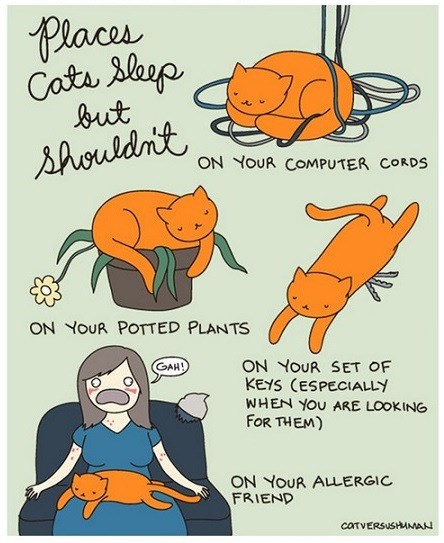 Places Cats Sleep, Where They Shouldn't - Web Comics - 4koma comic ...