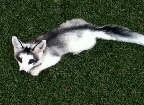 The Adorable Canadian Marble Fox - Daily Squee - Cute Animals - Cute ...