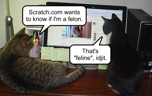 Cats Online Dating You can hook-up tonight | Funny image…