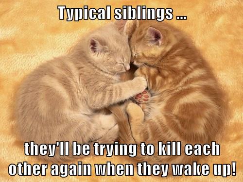 It's a Love/Hate Thing - Lolcats - lol | cat memes | funny cats | funny ...