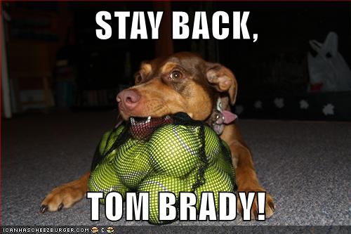 I Has A Hotdog Tom Brady Funny Dog Pictures Dog Memes Puppy Pictures Pictures Of Dogs Dog Pictures Funny Pictures Of Dogs Dog Memes Puppy Pictures Doge Cheezburger