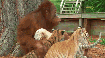 [Image: orangutan-babysits-some-tiger-cubs]