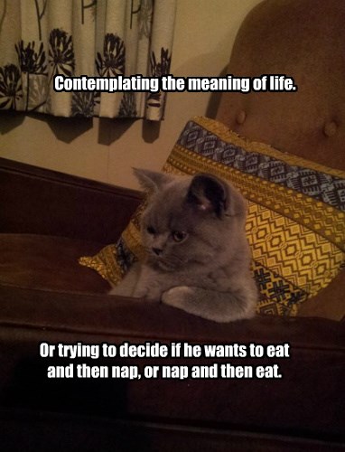 Isn't That The Meaning Of Life Though? - Lolcats - lol | cat memes ...