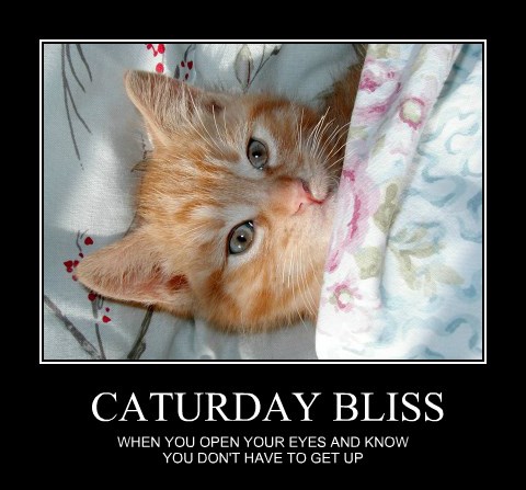 Caturday Should Be Everyday - Lolcats - lol | cat memes ...