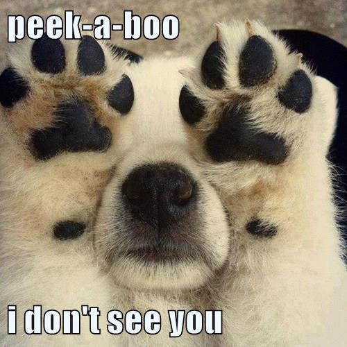 Where Did You Go I Has A Hotdog Dog Pictures Funny Pictures Of Dogs Dog Memes Puppy Pictures Doge