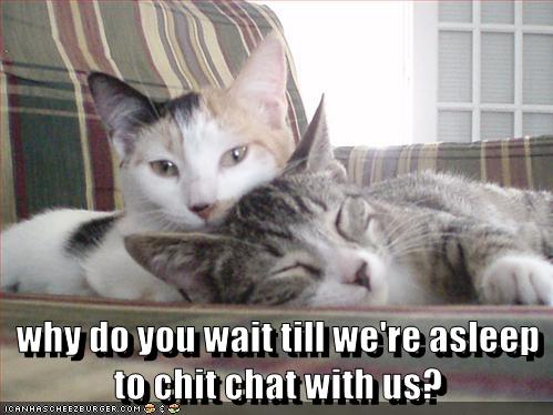 We Need At Least 12 Hours Of Sleep - Lolcats - lol | cat memes | funny ...