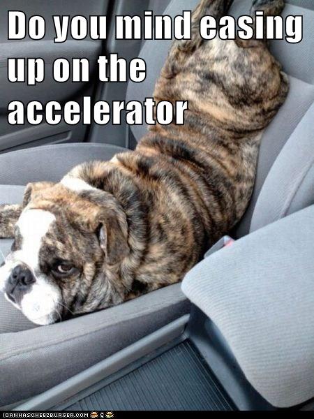 Or Putting A Seat Belt On Me? - I Has A Hotdog - Dog Pictures - Funny