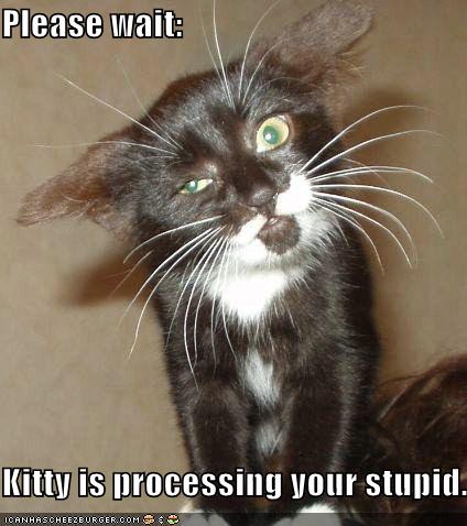 Please wait: Kitty is processing your stupid. - Cheezburger - Funny