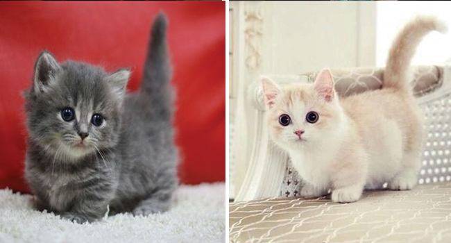 gray munchkin kitten