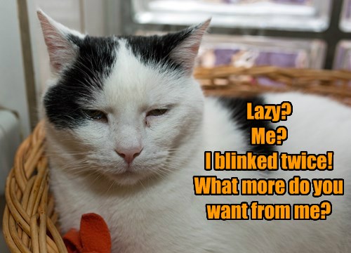 I Do All That's Required of Me - Lolcats - lol | cat memes | funny cats ...