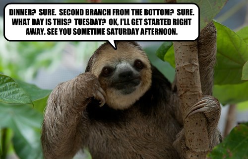 funny sloth captions