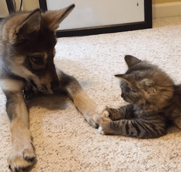 This Puppy Picked out Her Favorite Kitten at the Shelter and They've Been Best Friends Ever Since