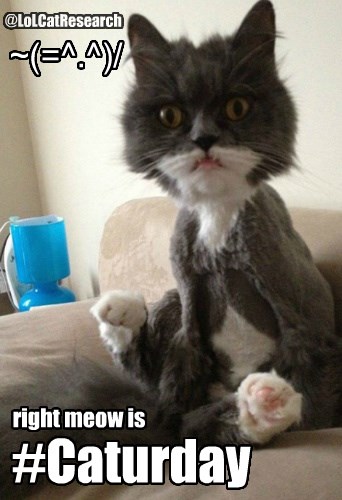 Caturday is right meow - Cheezburger - Funny Memes | Funny ...