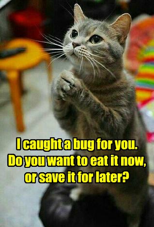 For Me? You Shouldn't Have. - Lolcats - lol | cat memes | funny cats ...