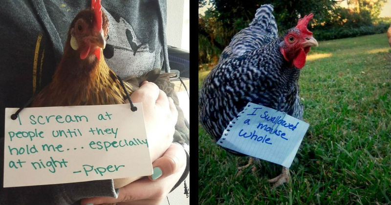 11 Savage Times Chickens Got Shamed For Doing Their Thing - FAIL Blog ...