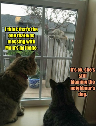 Animal Trash Talking - Lolcats - lol, cat memes, funny cats, funny cat  pictures with words on them, funny pictures, lol cat memes