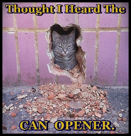 Tunnel VISION Ain't Nothin' Compared To Tunnel HEARING! - Lolcats - lol ...