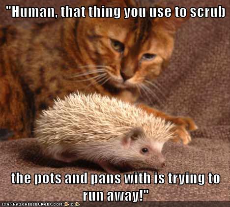 lol hedgehog