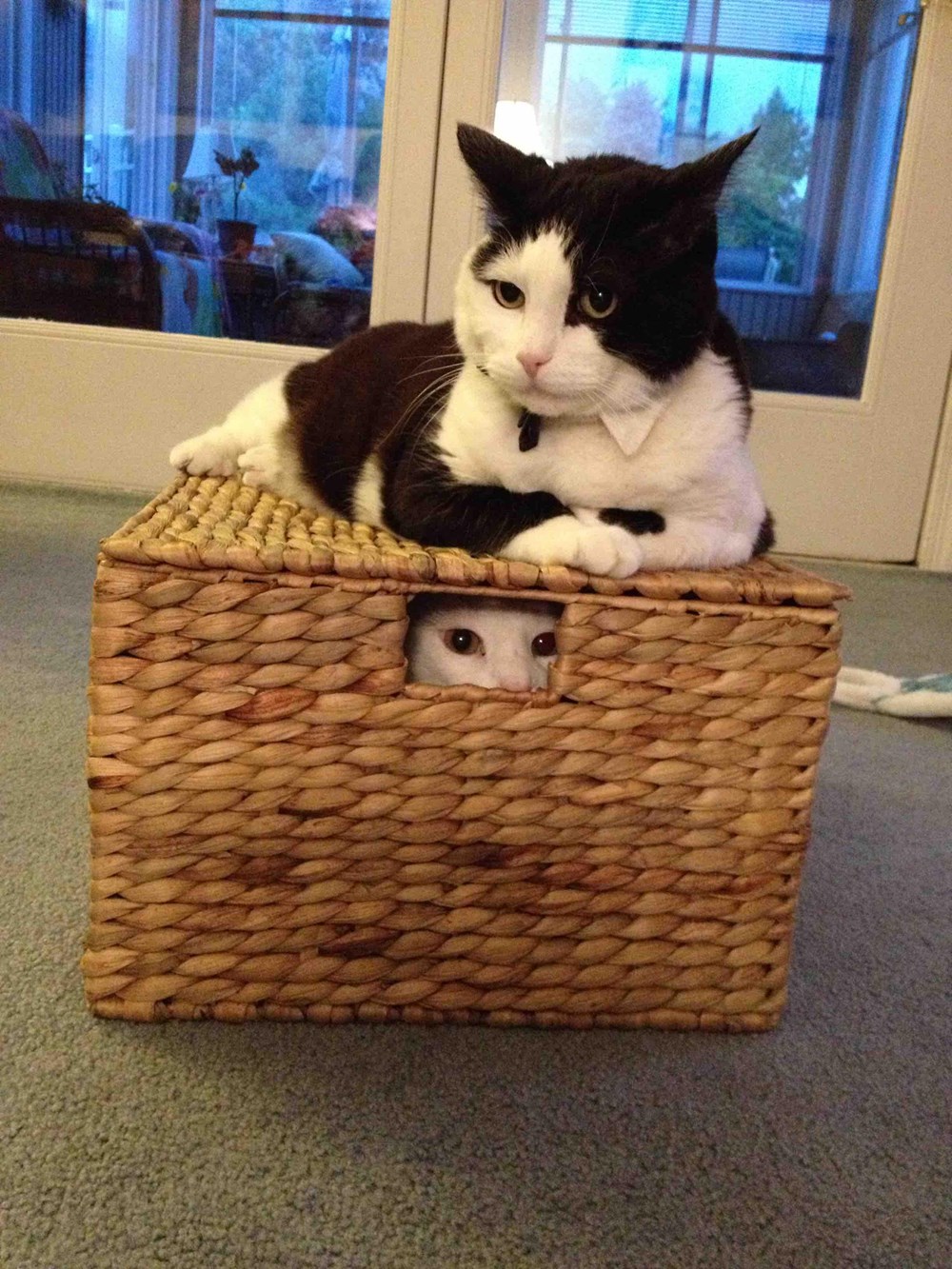 Pssst... Hey, You Guys Wanna Buy a Cat? I Can Has Cheezburger?