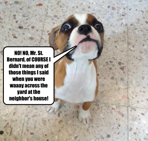 I Has A Hotdog st bernard Funny Dog Pictures Dog Memes