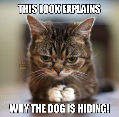 THIS LOOK EXPLAINS - Lolcats - lol | cat memes | funny cats | funny cat ...