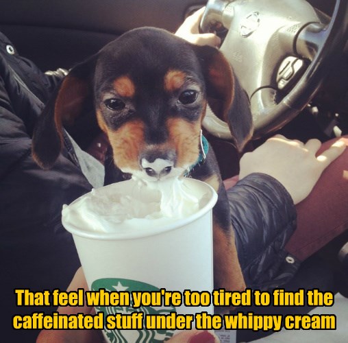 I Has A Hotdog whipped cream Funny Dog Pictures Dog Memes Puppy