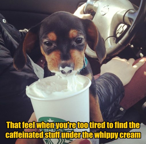 I Has A Hotdog - whipped cream - Funny Dog Pictures | Dog Memes | Puppy