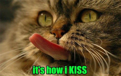 Tongue Caption Cats Funny 8563012096