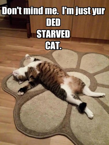 Flavour of the Day - Lolcats - lol, cat memes, funny cats, funny cat  pictures with words on them, funny pictures, lol cat memes