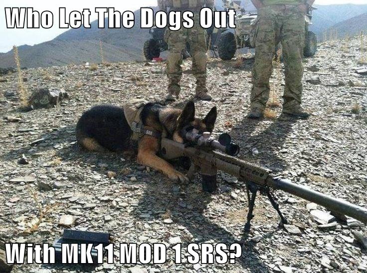 Who Let The Dogs Out With Mk11 Mod 1 Srs I Has A Hotdog Dog Pictures Funny Pictures Of Dogs Dog Memes Puppy Pictures Doge