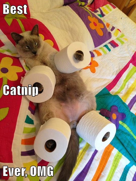 Best Catnip Ever, OMG - Lolcats - lol | cat memes | funny cats | funny ...