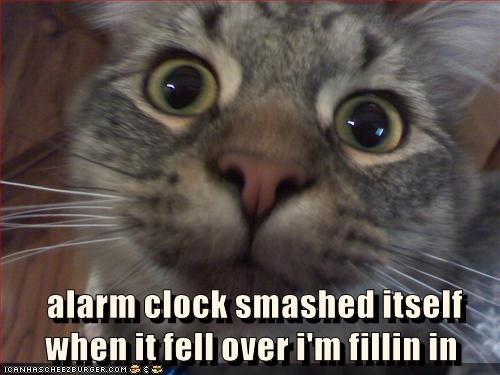 Now Get Me Some Food - Lolcats - lol | cat memes | funny cats | funny ...