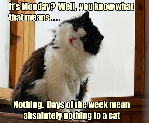 Except Maybe Caturday - Lolcats - lol | cat memes | funny cats | funny ...