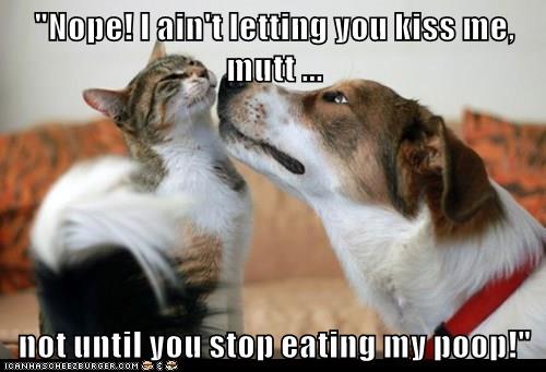 Lolcats - kissing - LOL at Funny Cat Memes - Funny cat pictures with ...