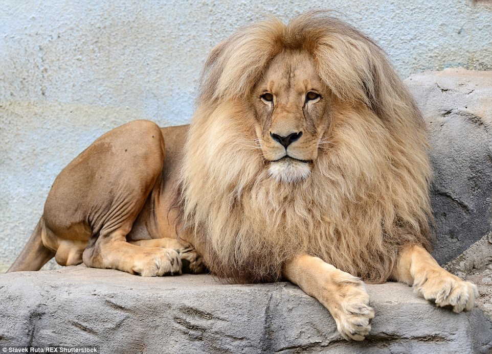 Mane of the Day: Czech Lion's On Point Hairstyle is Making Everyone