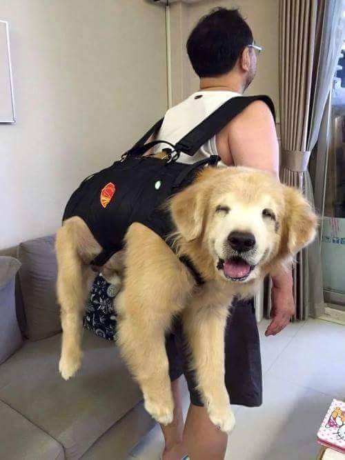 Sure, I'll Take a Doggie Bag for the Road - I Can Has Cheezburger?
