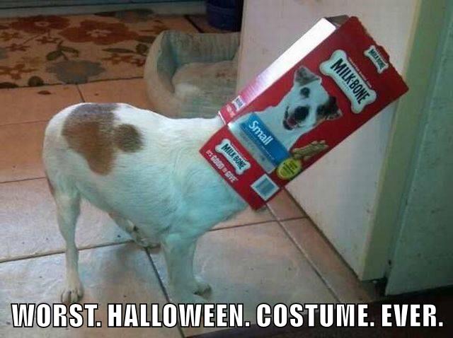 Doge Halloween Costume