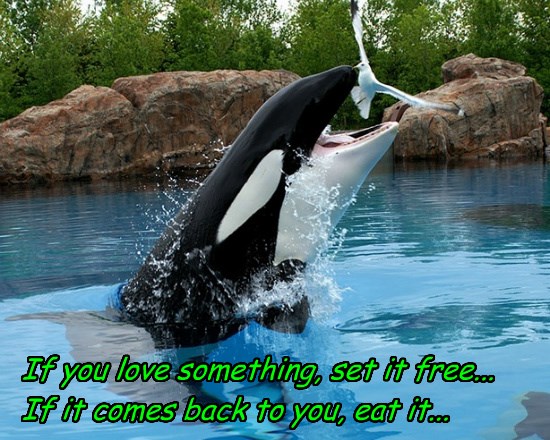 Animal Comedy - killer whale - Animal Comedy - Animal Comedy, funny ...