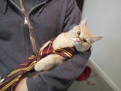 Your a Wizard, Hairy Potter - I Can Has Cheezburger?