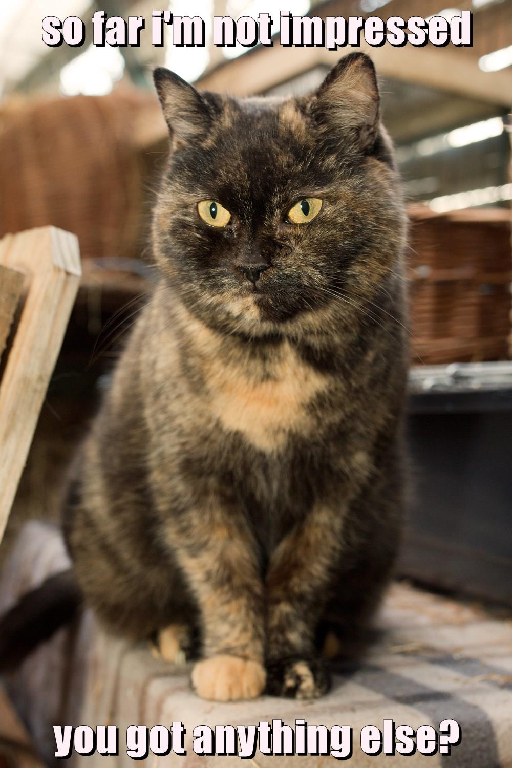 so far i'm not impressed you got anything else? - Lolcats - lol | cat memes  | funny cats | funny cat pictures with words on them | funny pictures | lol  cat memes | lol cats