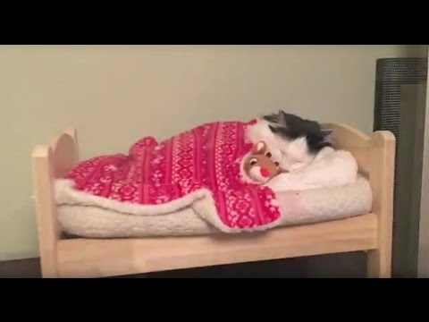 Cat Tucks Herself Into Bed Like a Tiny, Furry Human - I ...